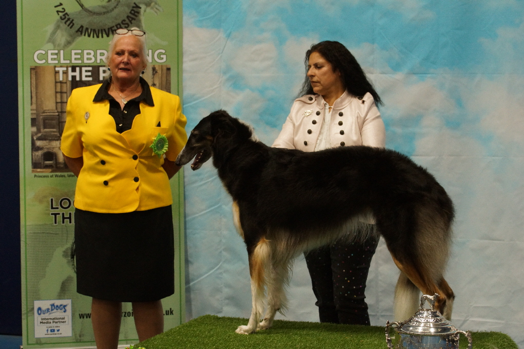 Monya finishes the year on a high winning her 6th CC & 4th BOB of the year at LKA. Seen here inning the CC at the Borzoi Club 2022