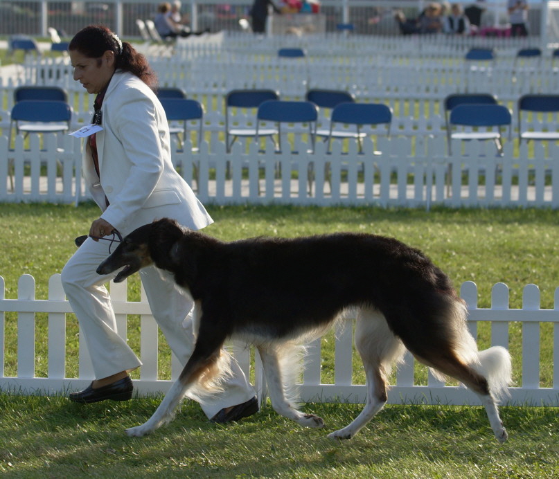 Monya gains her 3rd CC & Champion title at the Borzoi Club Championship Show taking BIS (subject to KC confirmation)